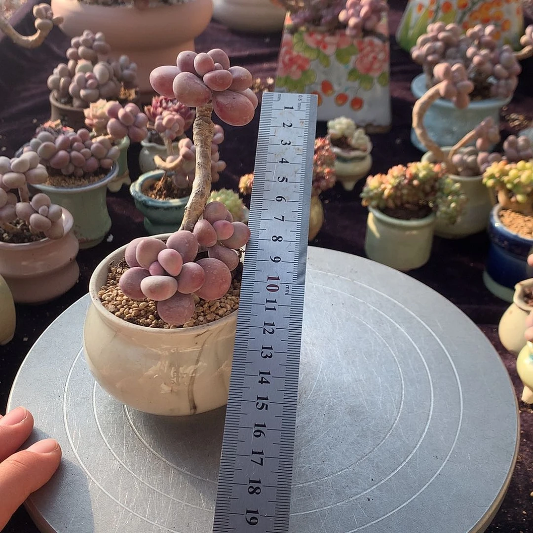 1号带盆偏远地区不包邮的