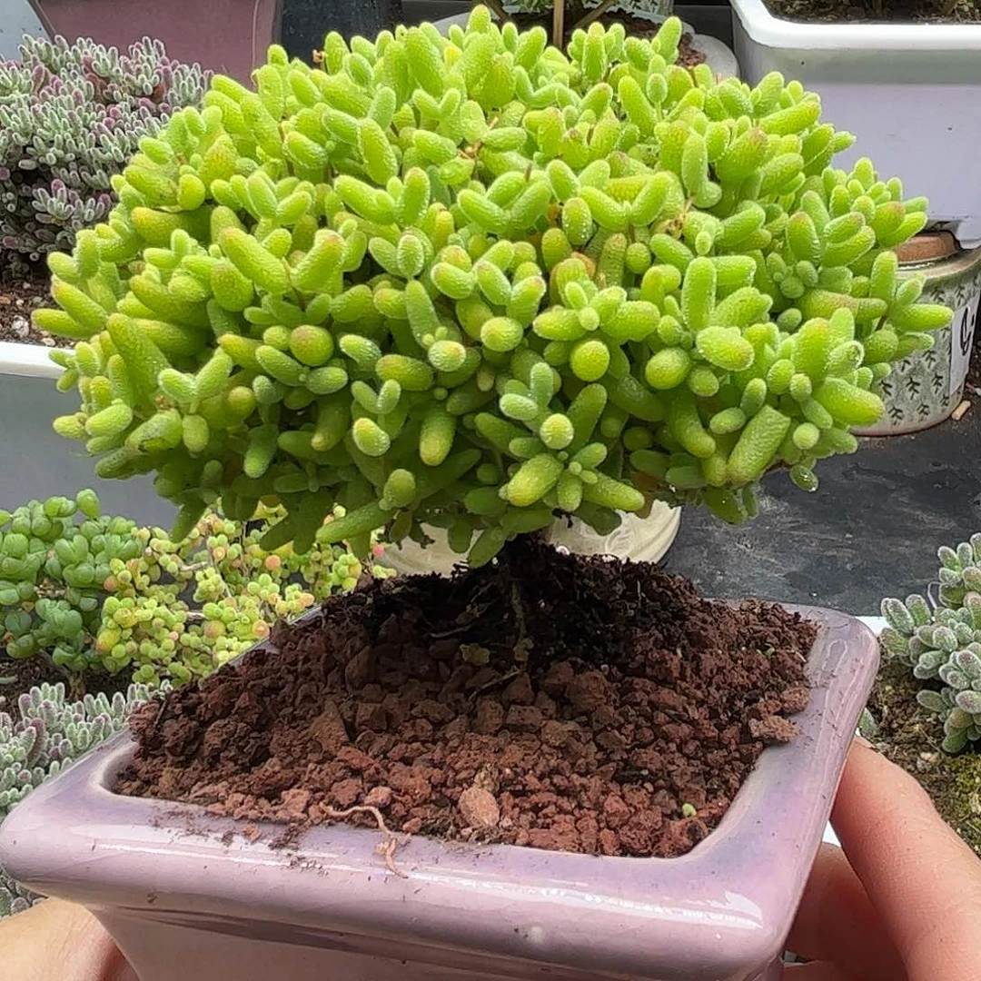 005蜜桔带盆优选枝干