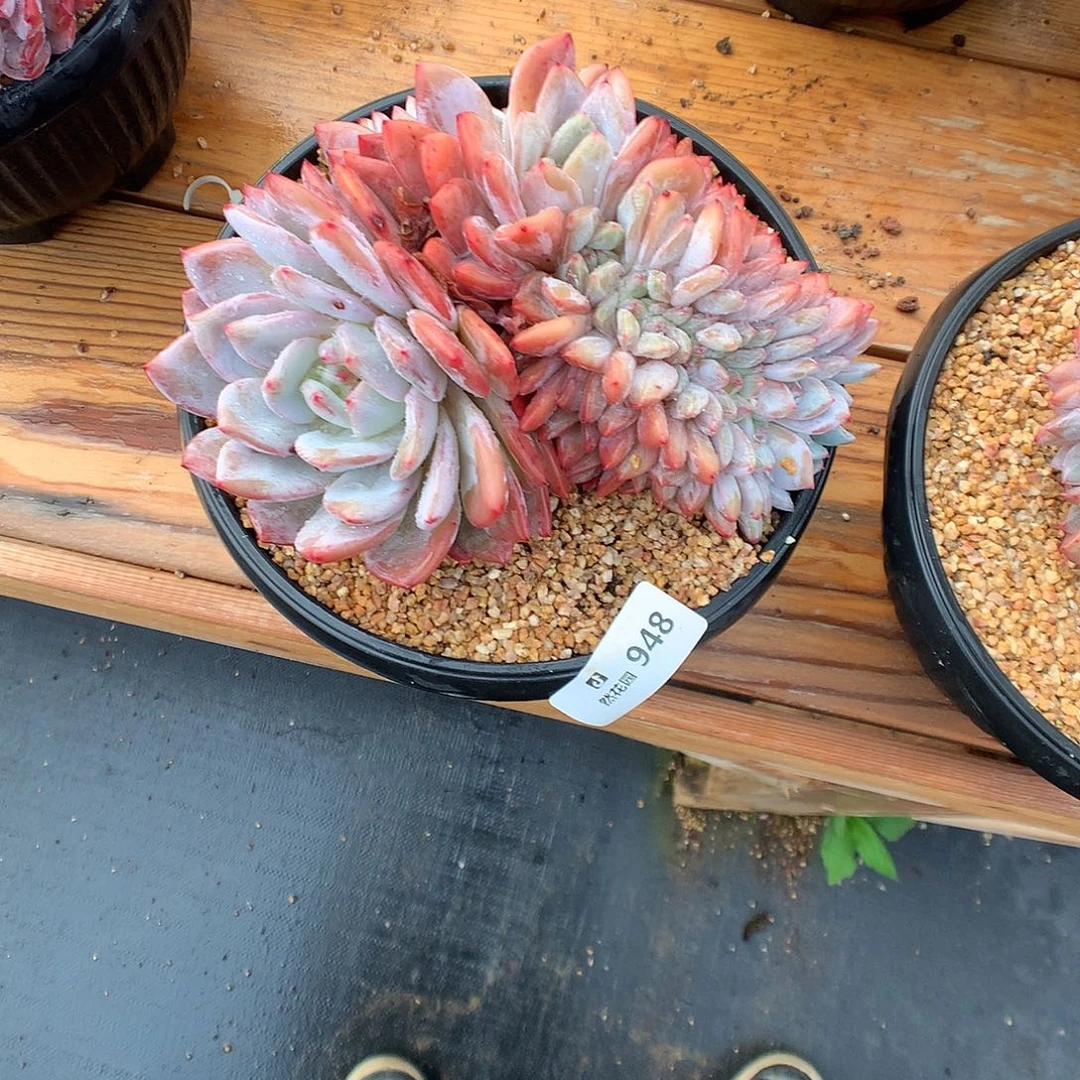 948雪天使缀化多肉植物666