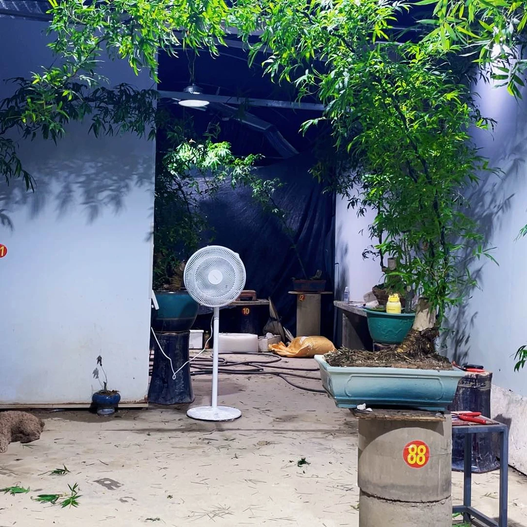 无花朵?*刀小叶簕竹熟桩陶瓷盆一物一拍