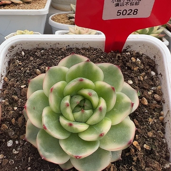 5028号 月亮石锦多肉