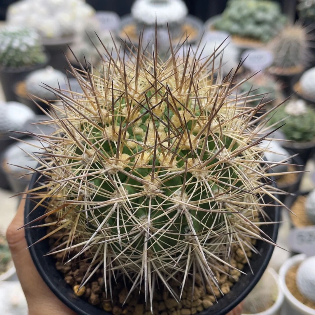 刺琥玉         实生根