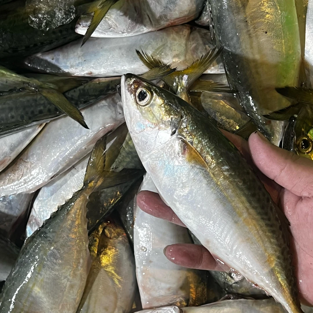 湛江白面鱼 多肉无小刺 鱼味香浓 新鲜速冻（鱼腹软漏刺介意勿拍）