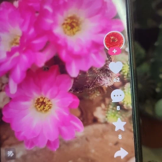 仙人球白檀珍妮夫人侧芽两个