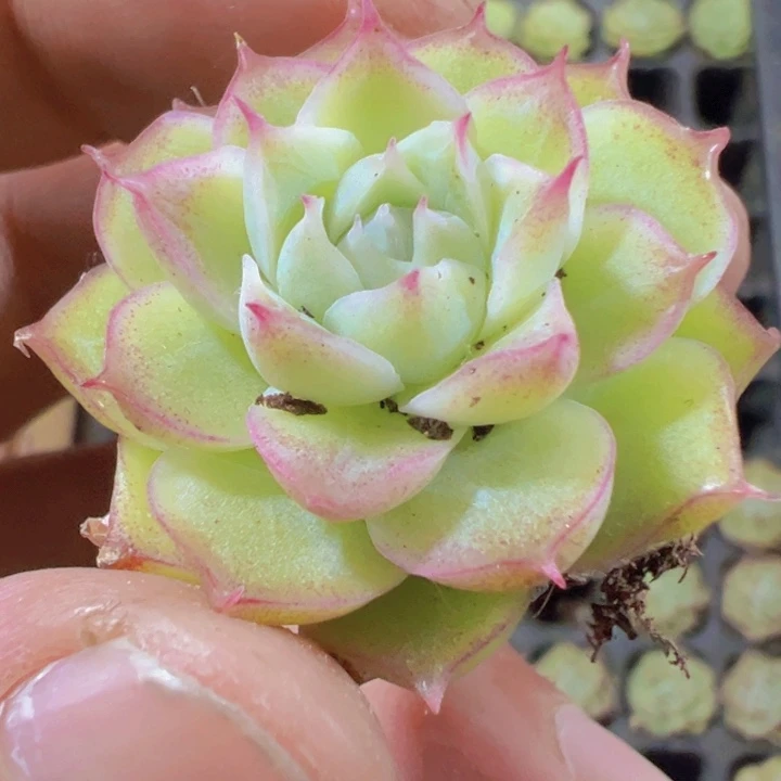 潘多拉多肉植物大战僵尸