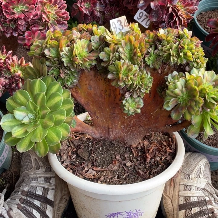 25厘米左右抹茶缀934号