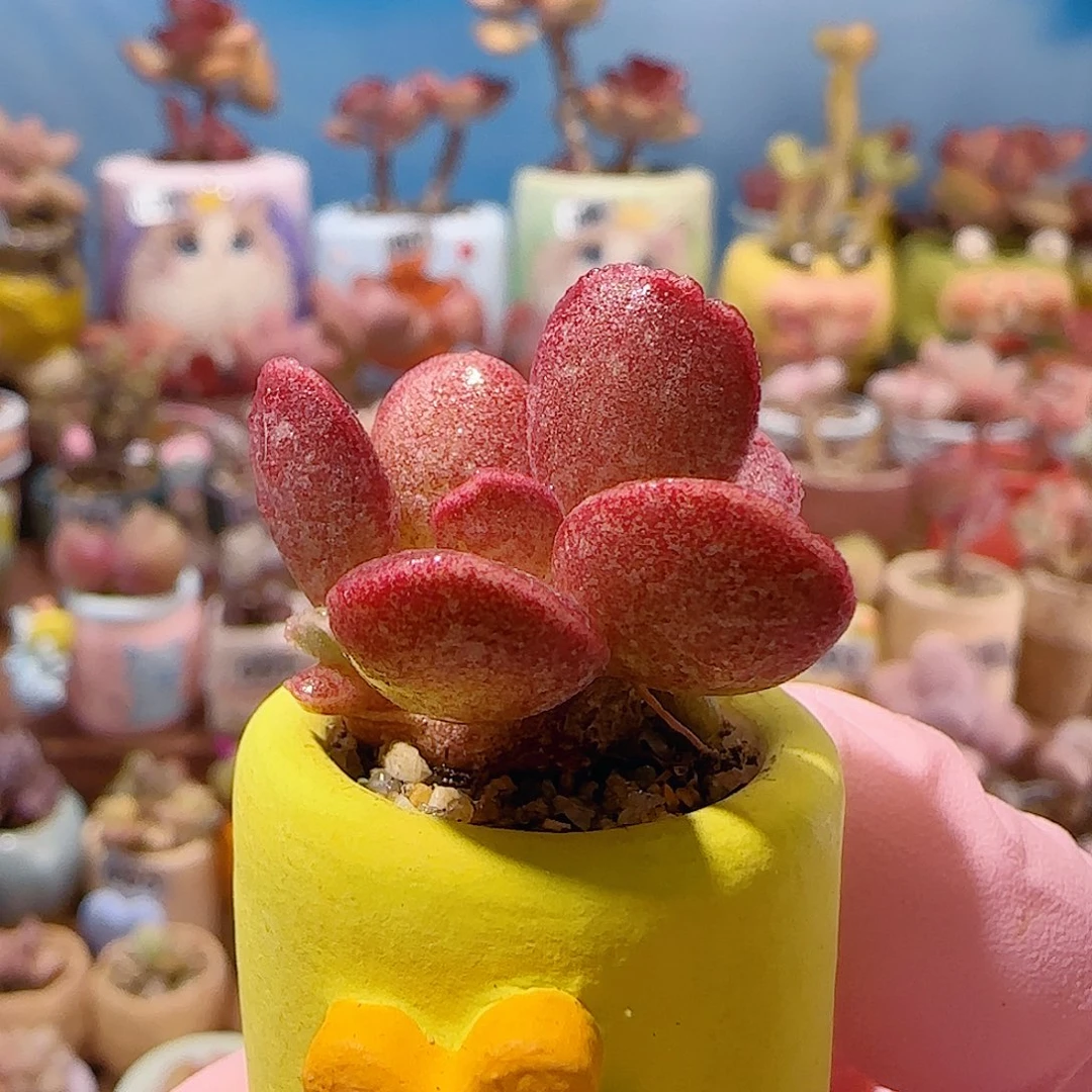 厚叶红树体 盆口2.5cm