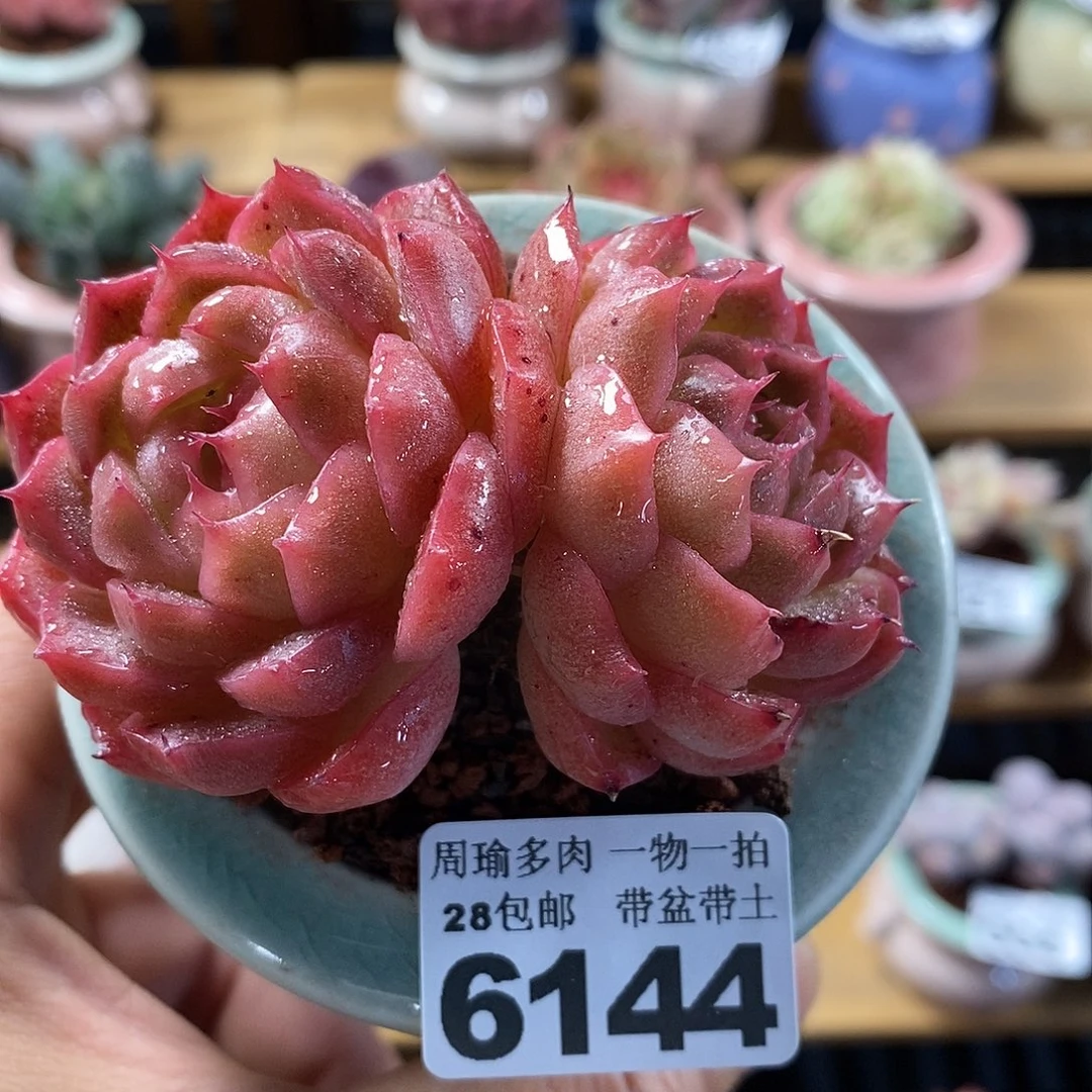 精控多肉植物6144