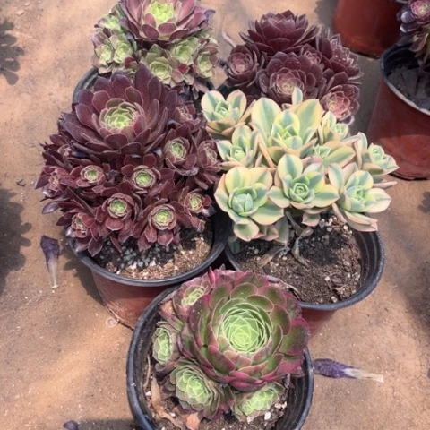 969多肉植物组合