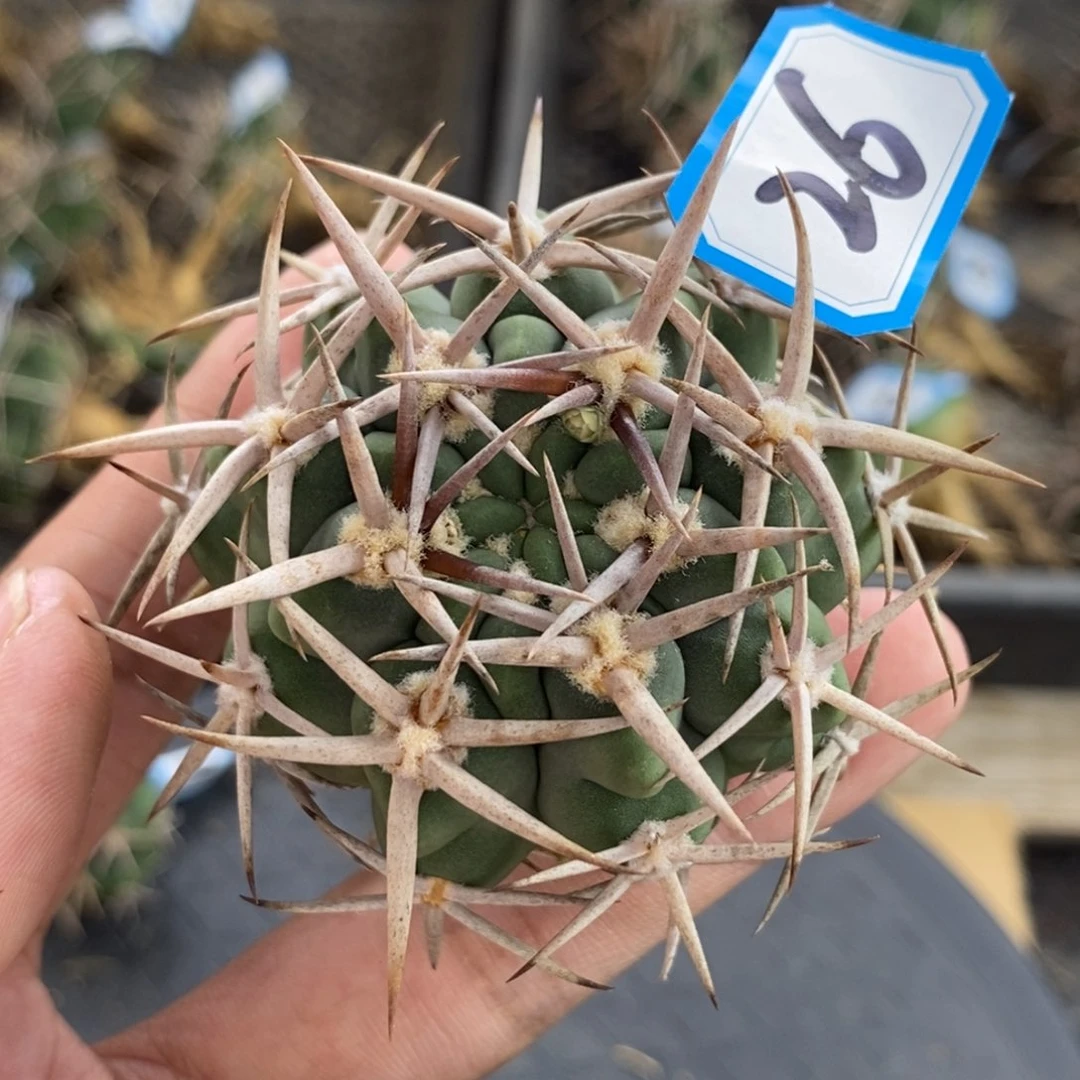 植播园艺26碧岩玉