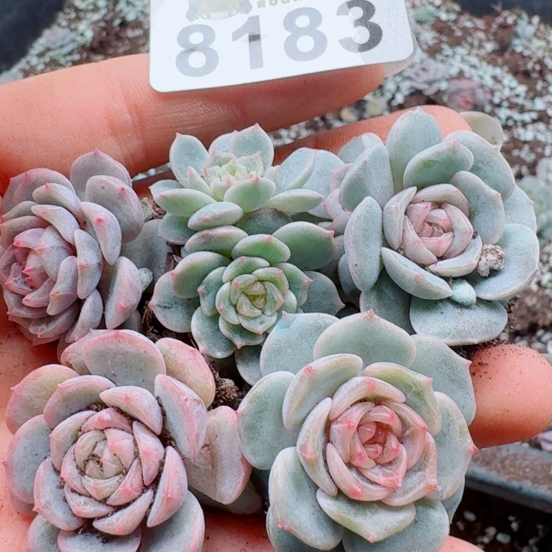 多肉植物多肉植物