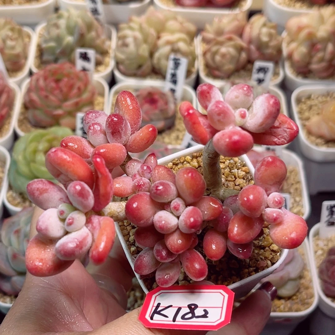 K182一物一拍 苹果奶