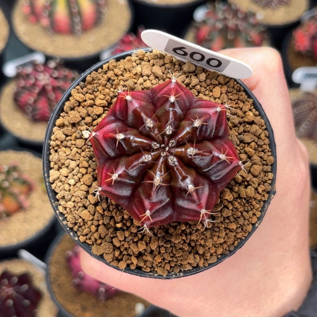 金属感 米哈仙人球