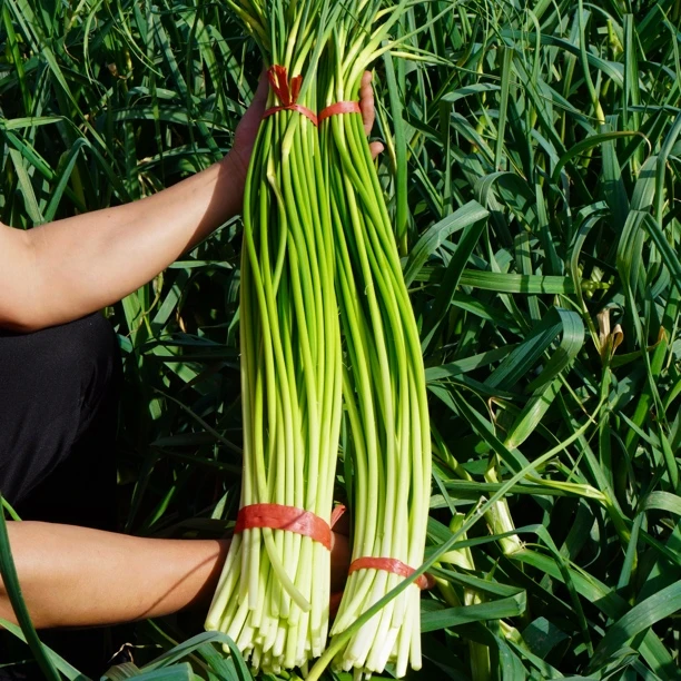 （普通快递）陕西兴平苍蒜蒜苔2025现打现发3斤/5斤农家蒜薹