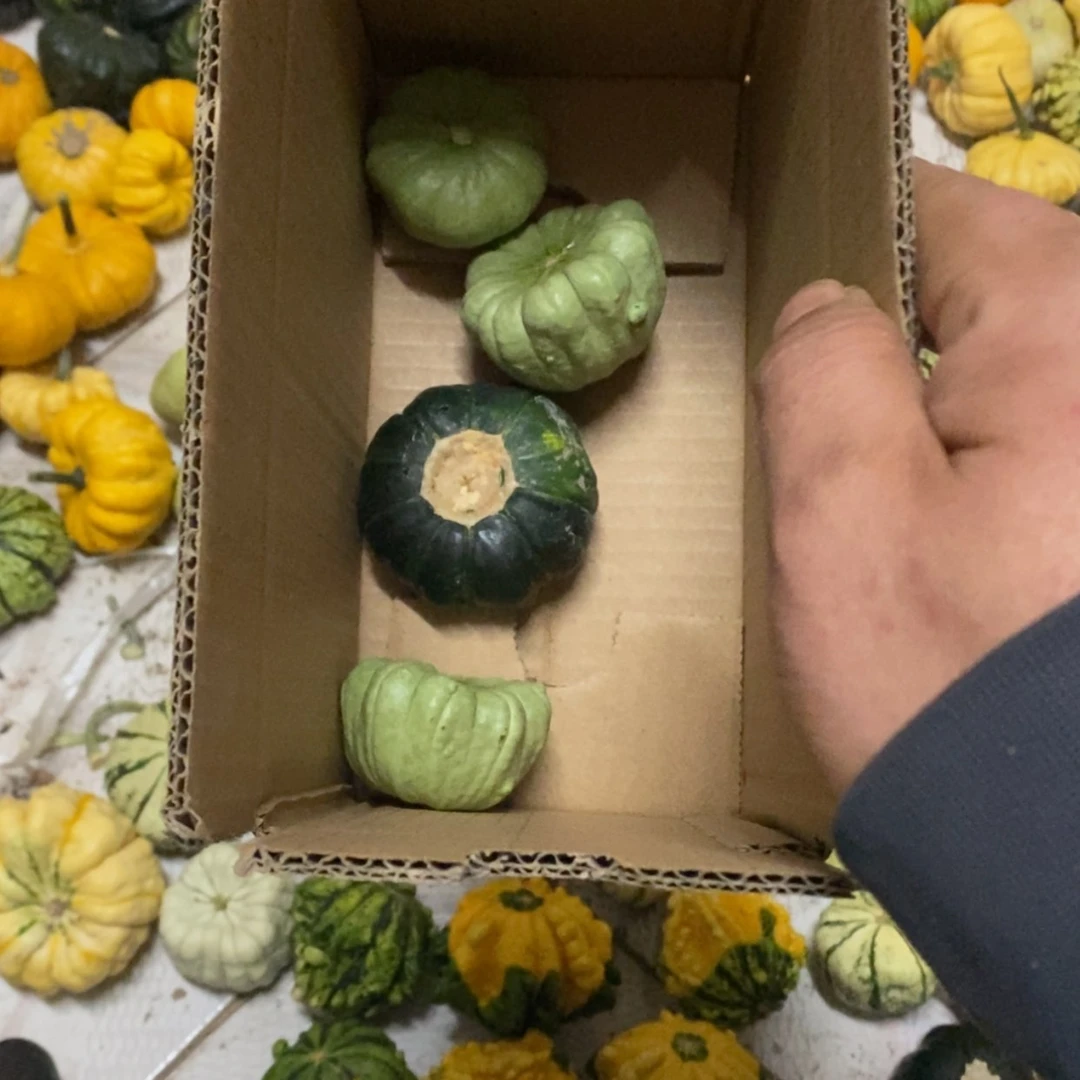 【闪购商品】袁****来墨西哥七彩葫芦一组4