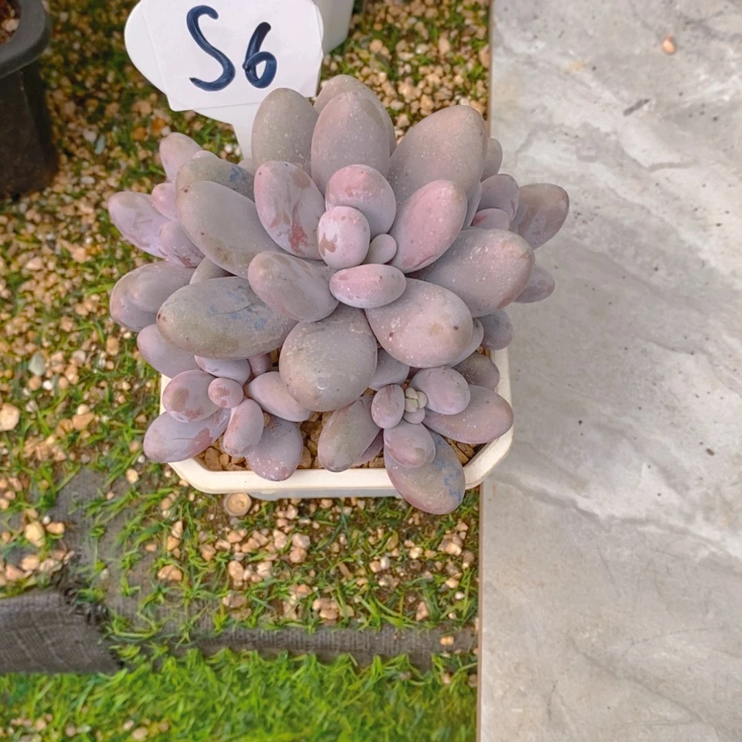 兜****?奶酪群捧多肉植物