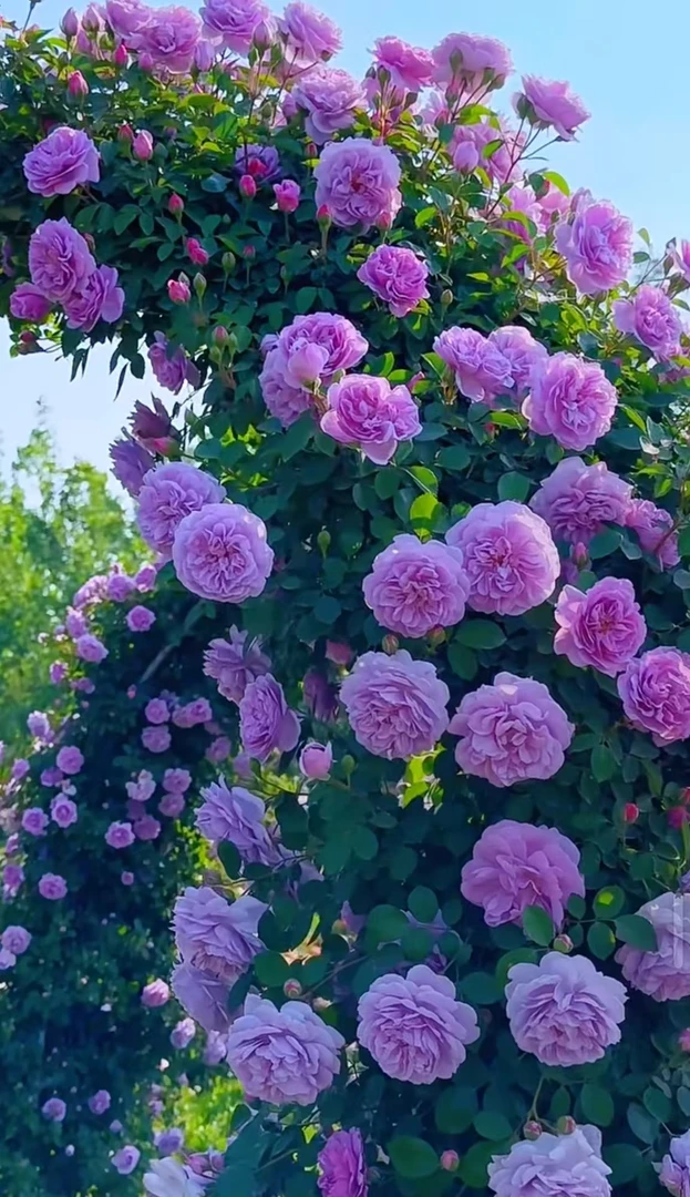 【蓝色阴雨】爬藤月季藤本花苗四季开花庭院植物阳台花卉盆栽