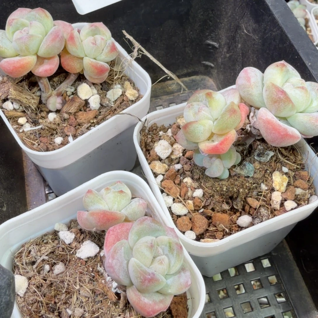 178 号到手1框江北多肉