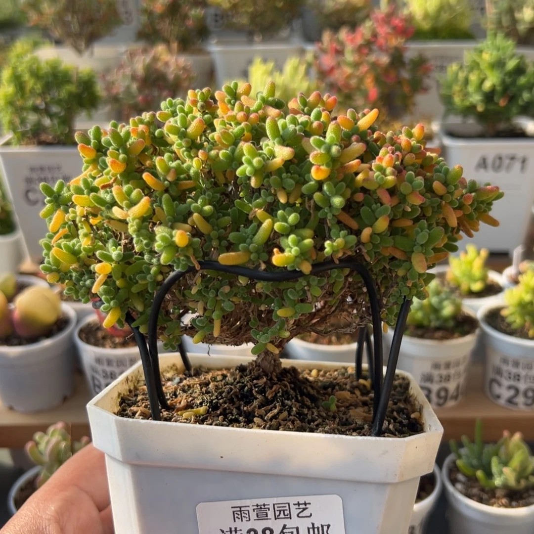 21-194枝干蜜橘糖球大老桩十方盆