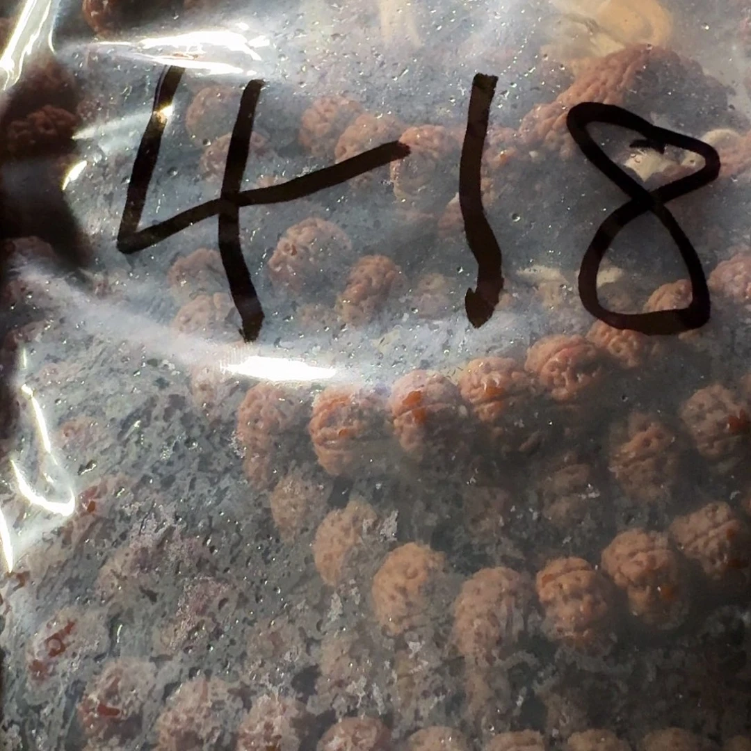 金刚菩提吊坠勿理达老树王108全品