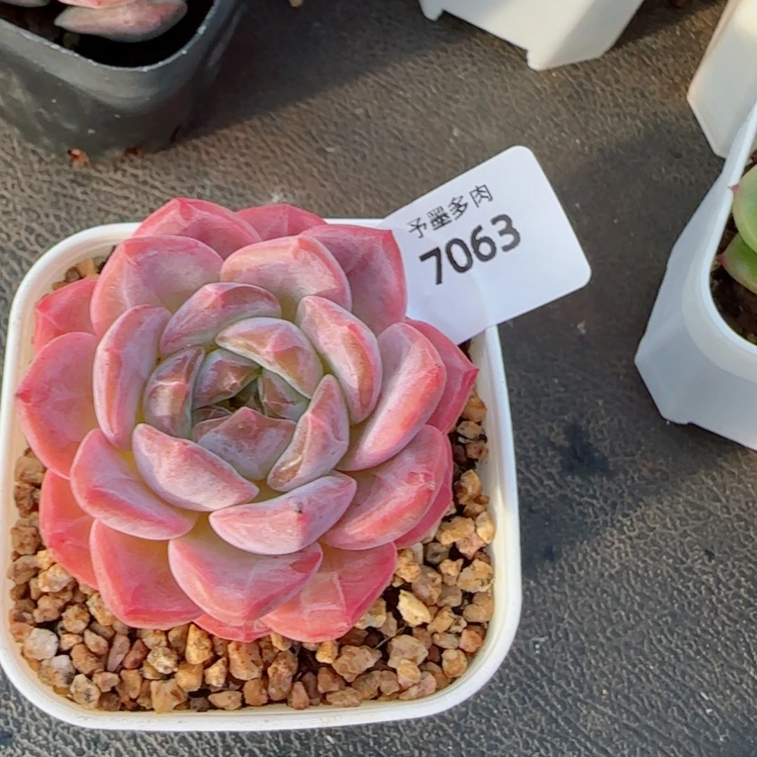 粉冰魄，7063多肉植物