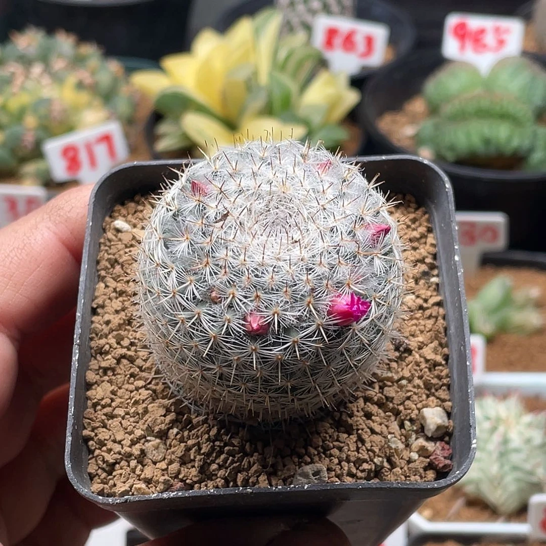 实生紫花雪顶希望丸 特价包邮