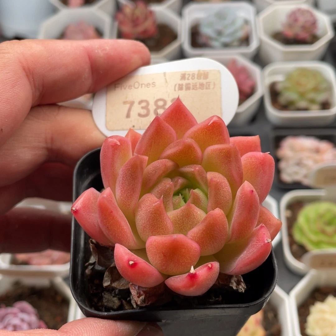 粉麦秆7383-5.5厘米