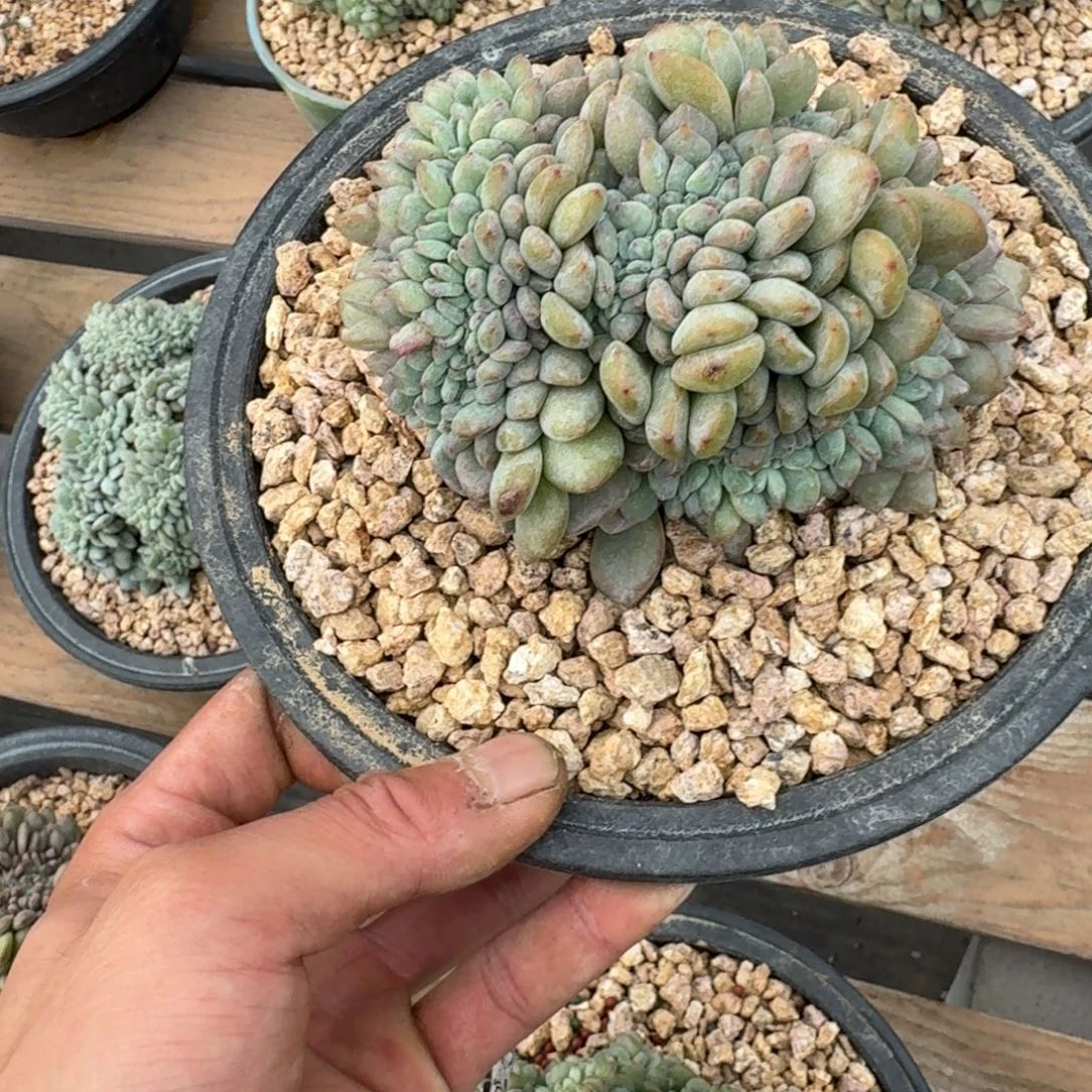 星影缀化盘龙缀化