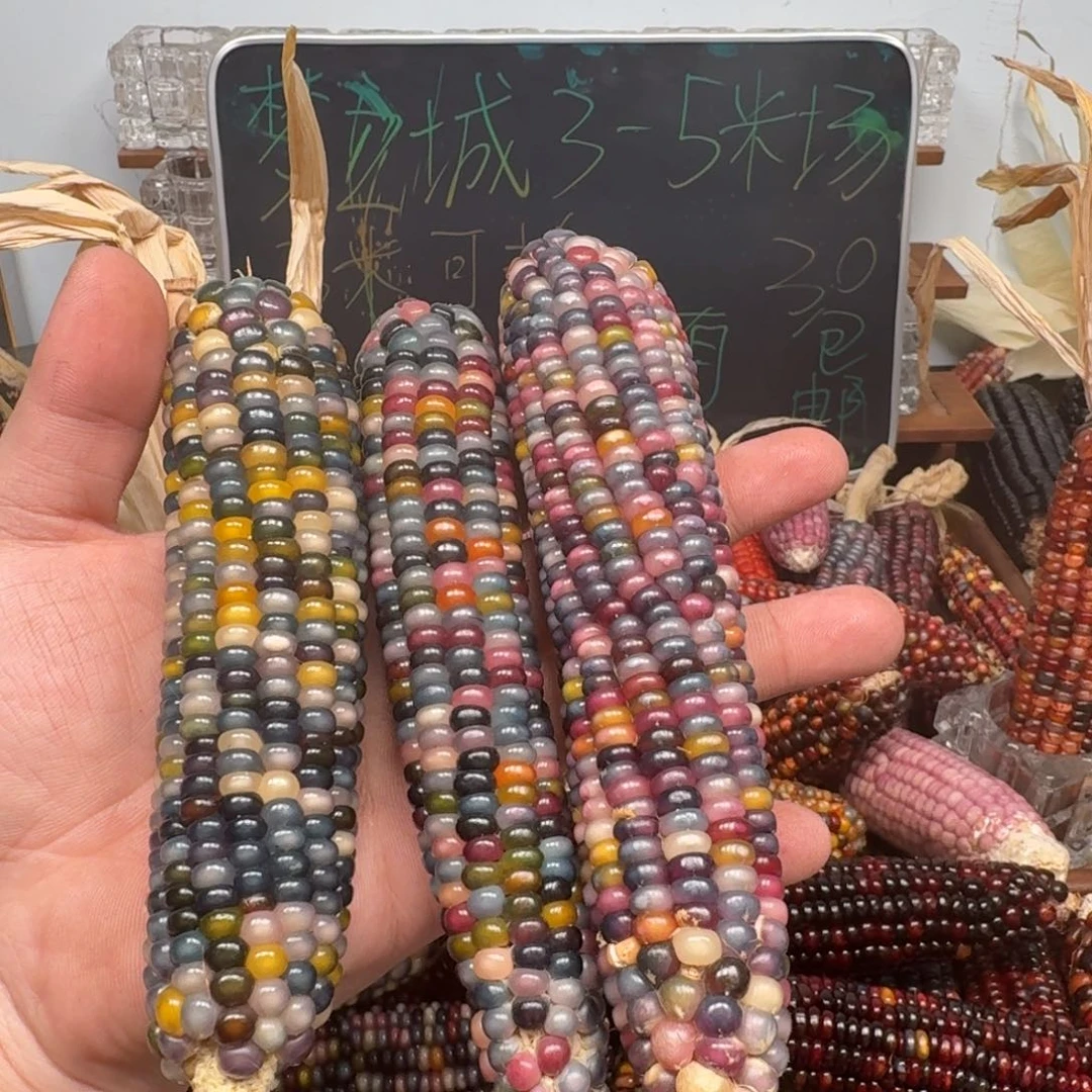 柏香籽/百香籽吊坠熙****⁶