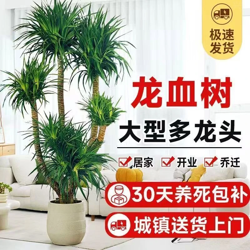 好养木大盆栽龙血树客厅绿植网红落地千年真花卉办公室造型植
