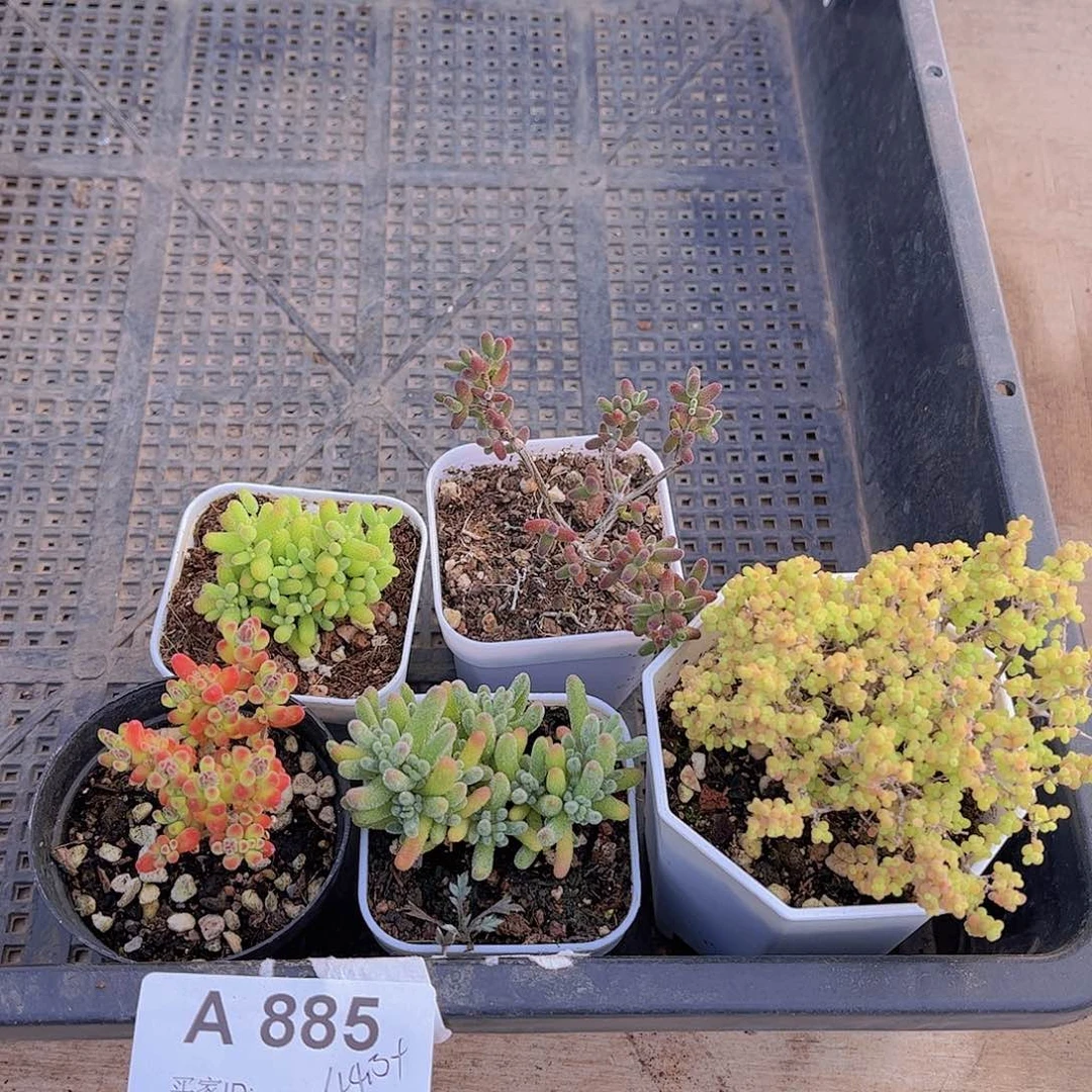 多肉885多肉植物