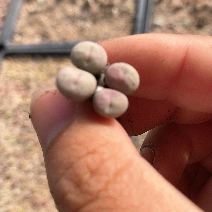 用****48540奶油小嘴一颗