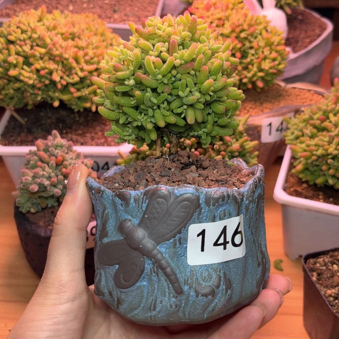 146蜜桔可爱多肉植物