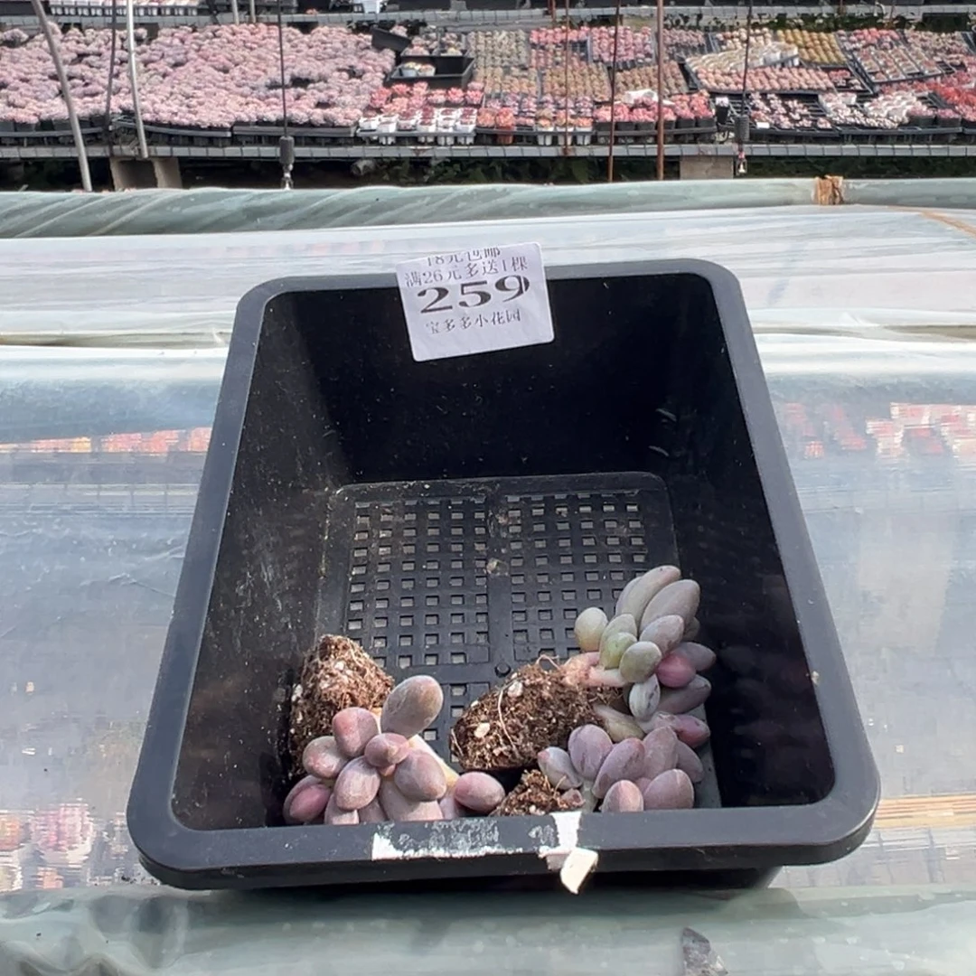 沫***～259号量拍多肉满18元包邮下午发货