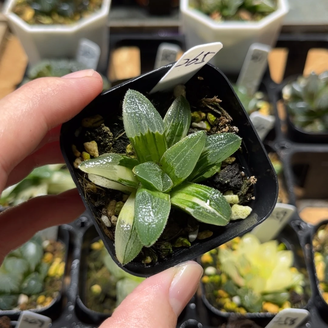 265蓝光磨面寿锦一物一拍