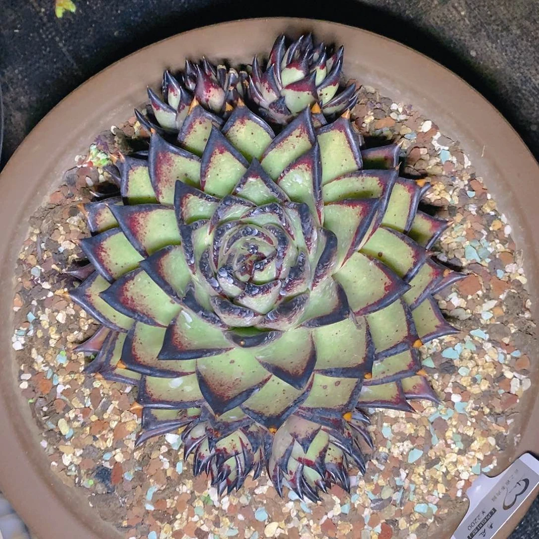 肉植物一物一拍内包乌木