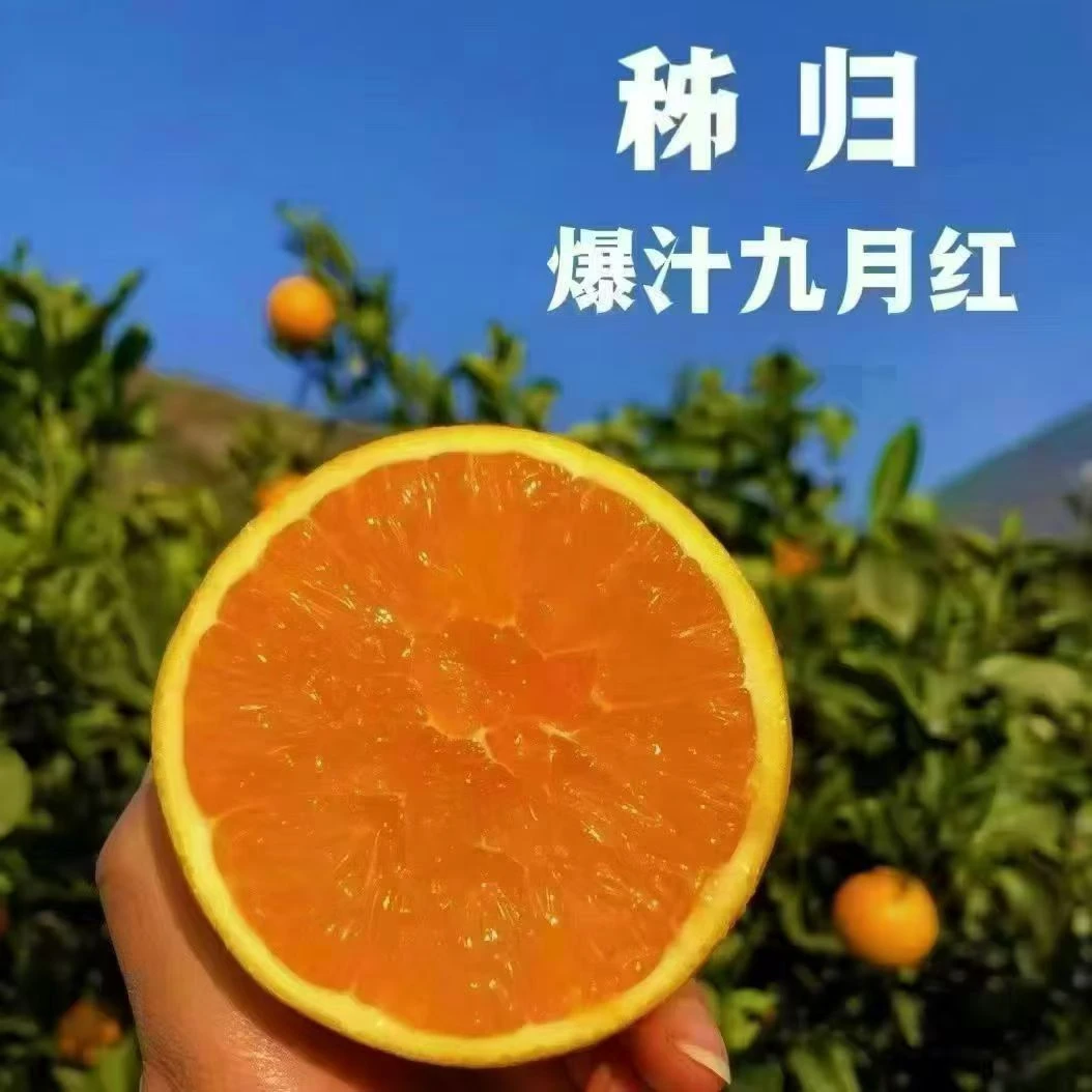 【散装五斤】秭归九月红果冻橙 水嫩无籽 只限山西省内可拍