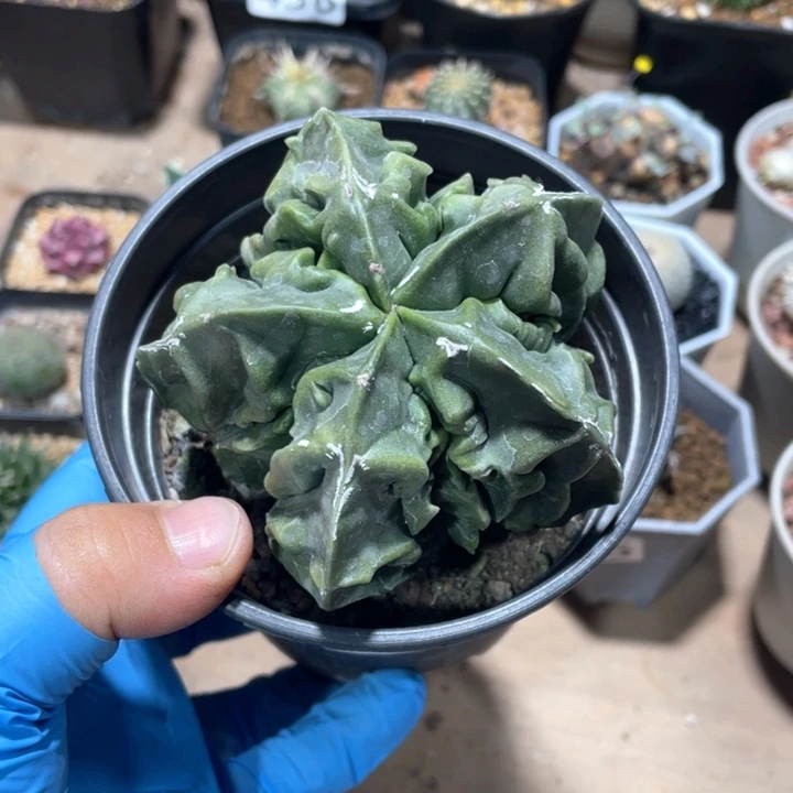 491实生大核桃仙人球