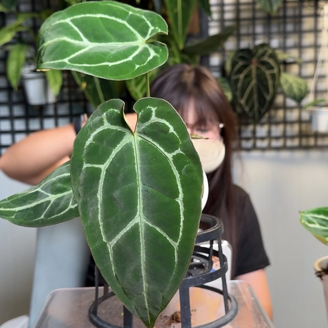 无花朵快*钱一物一拍U190