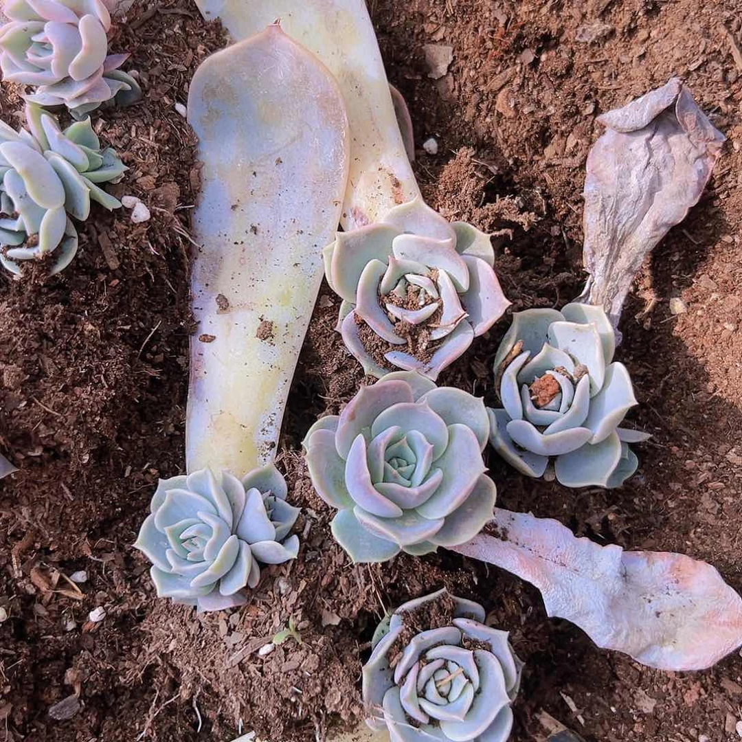 露西娜叶插苗，5个默认单头，零下温度1到10度拍保温棉