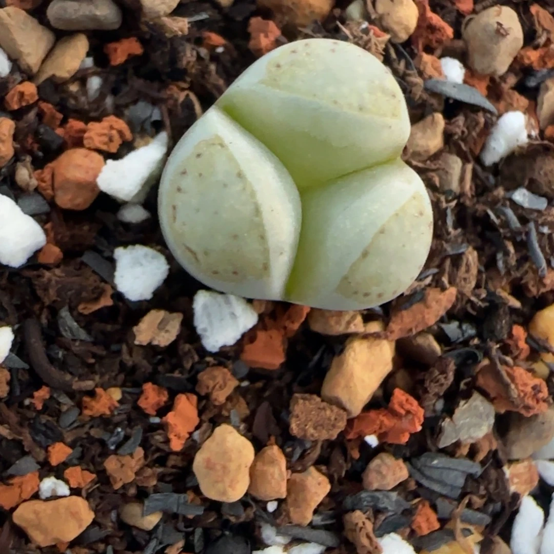 003脱土发饼干奔清框福利30包邮