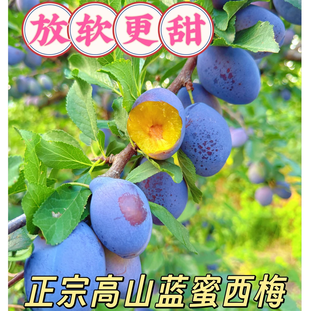 【蓝蜜西梅】四川雅安汉源正宗高山蓝蜜西梅应季水果高品质假一罚十