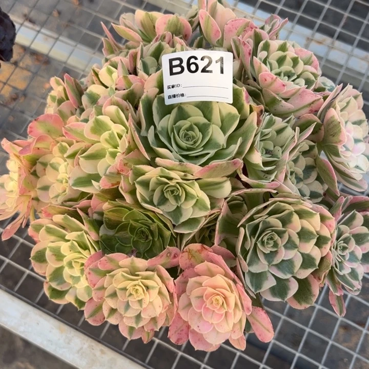 621布加迪23厘米左右