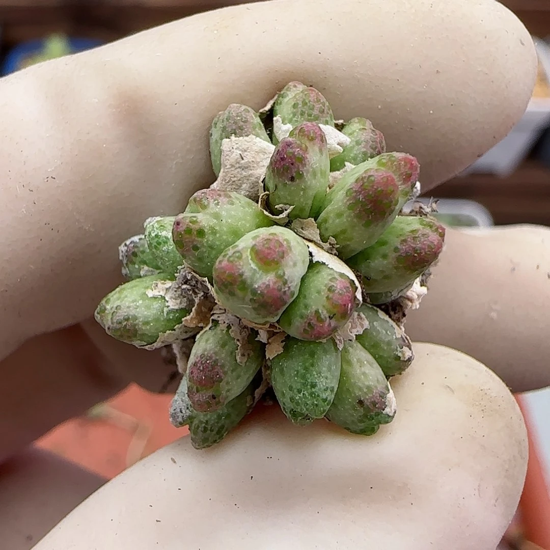 杜*果247龙猫斑马福利