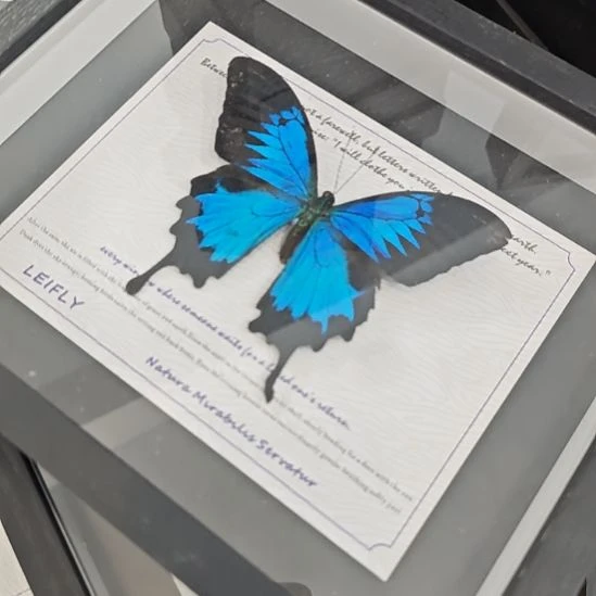 十寸新背景天堂凤蝶