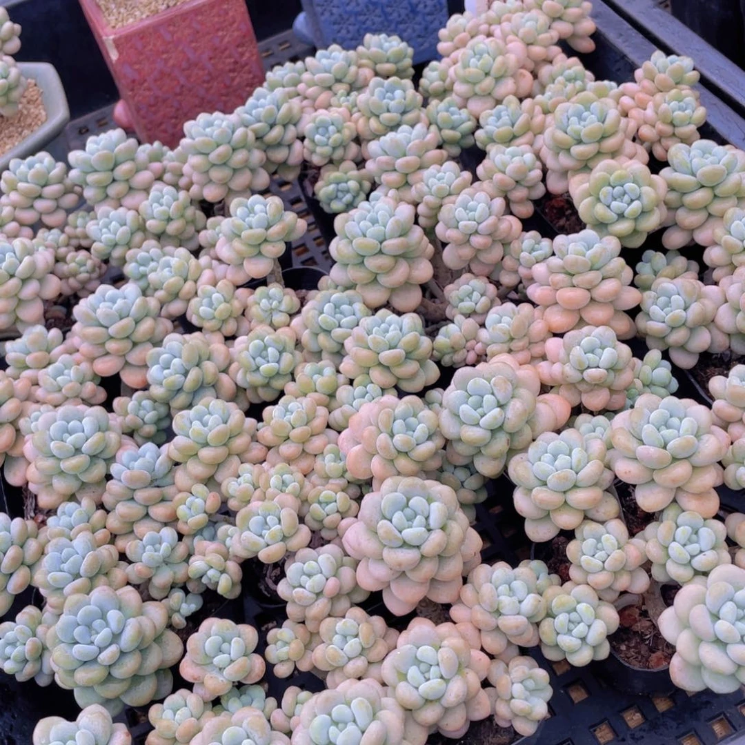 量拍1号 高腿老桩洛可可大群生6头起一个