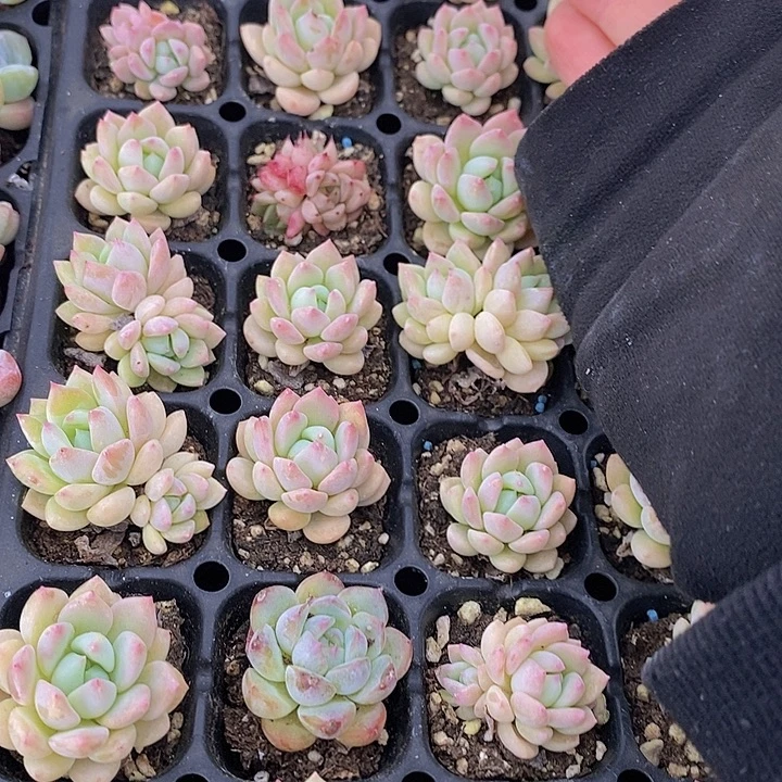 123-124 多肉植物盆栽花卉