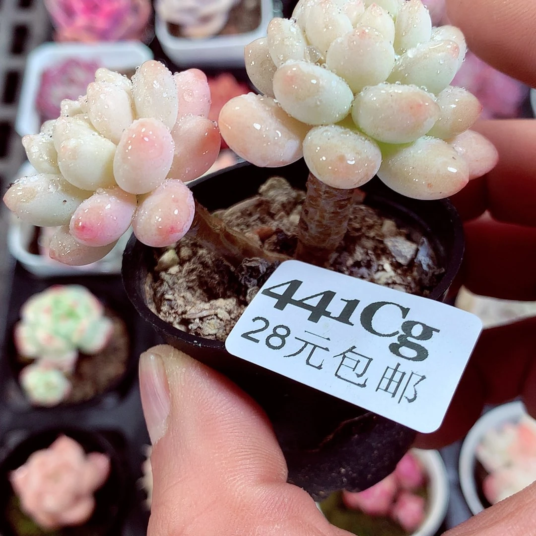 5厘米盆精控多肉441