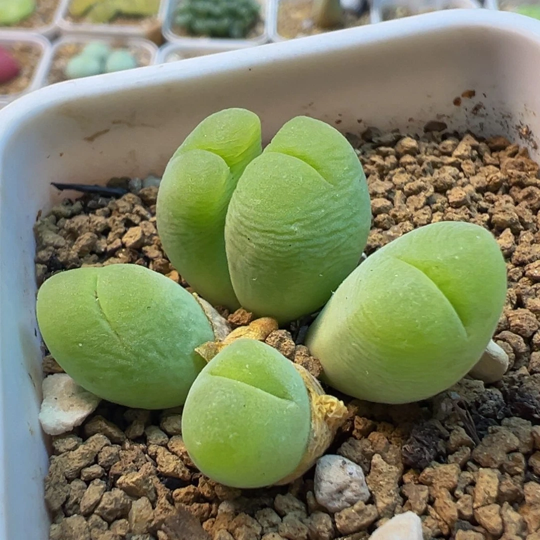 752多肉植物种类多样