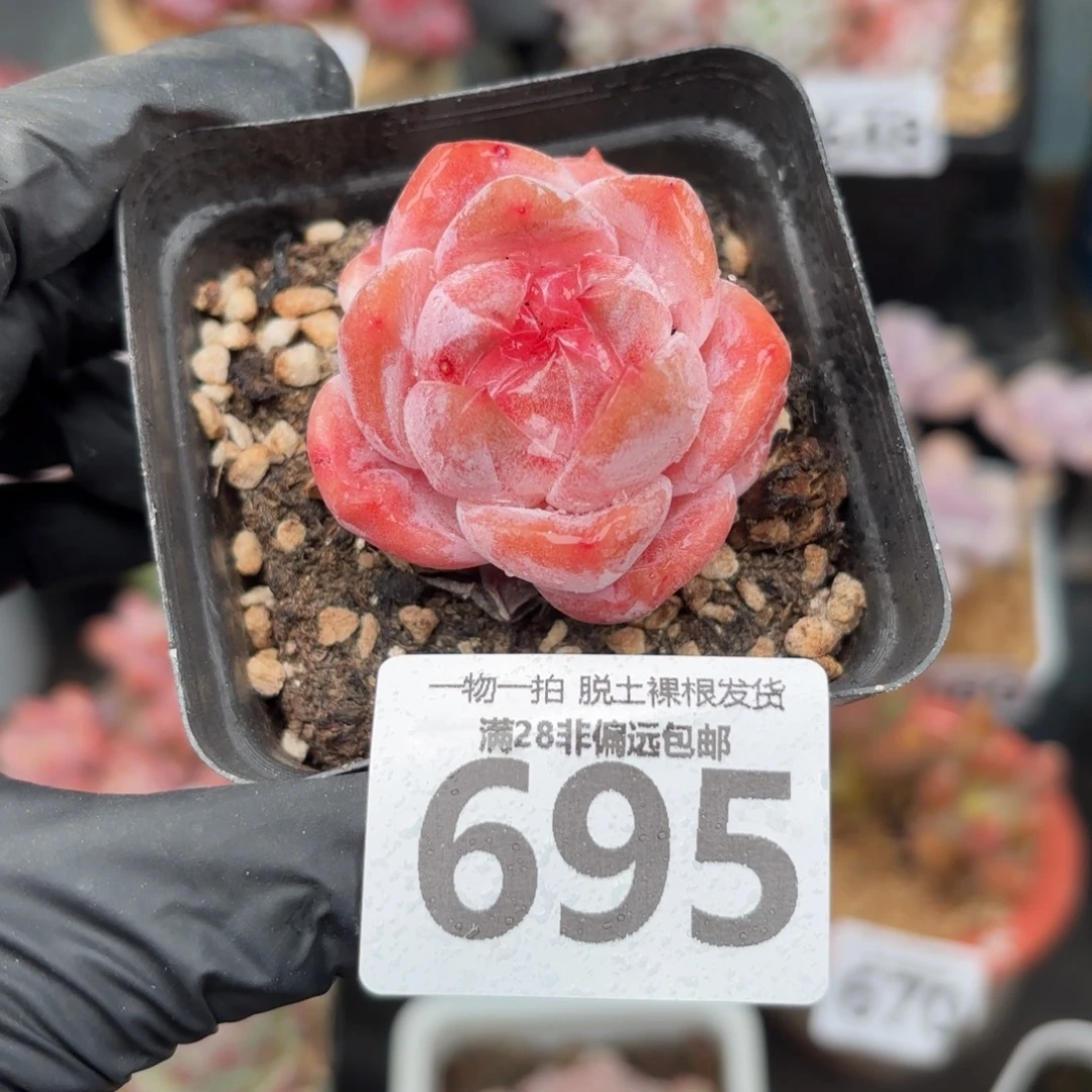 黛玉单头无盆土发货